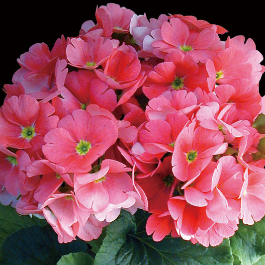 プリムラ オブコニカ F1 タッチミー シリーズ