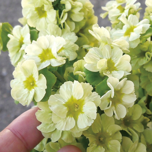 プリムラ オブコニカ　プリカント シリーズ 