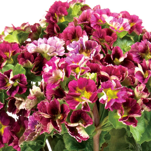 プリムラ オブコニカ　プリカント シリーズ 