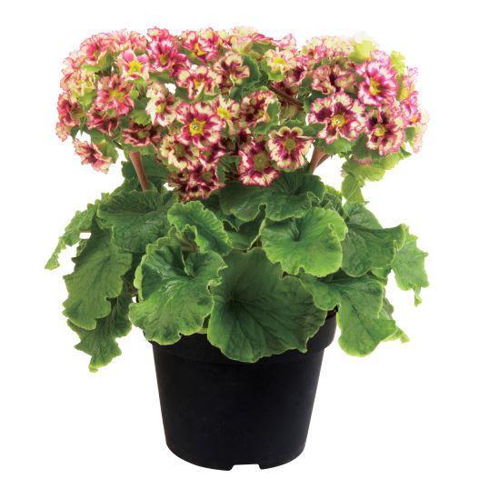 プリムラ オブコニカ　プリカント シリーズ 