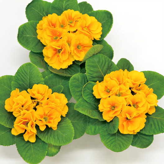 プリムラ ジュリアン キャンディ シリーズ