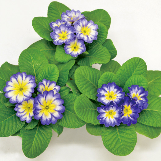 プリムラ ジュリアン キャンディ シリーズ