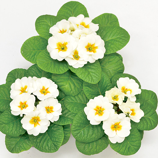 プリムラ ジュリアン キャンディ シリーズ