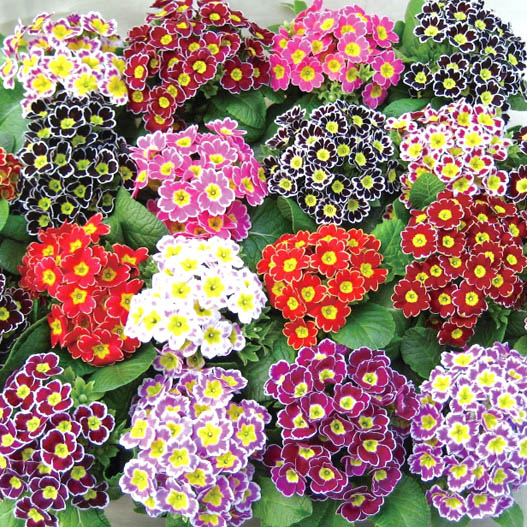 プリムラ アコーリス　ビクトリアレース シリーズ 