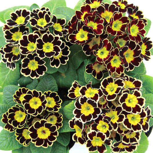 プリムラ アコーリス　ビクトリアレース シリーズ 