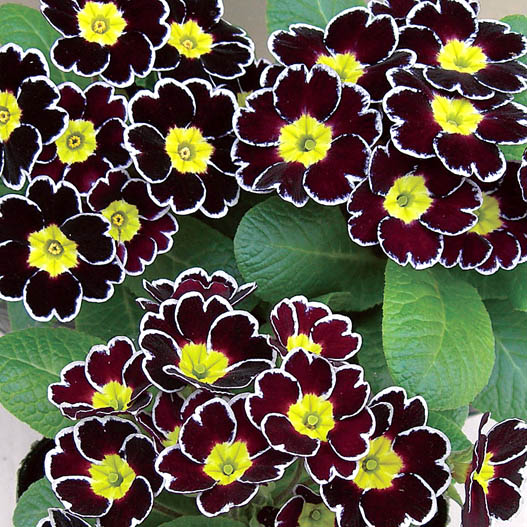 プリムラ アコーリス　ビクトリアレース シリーズ 