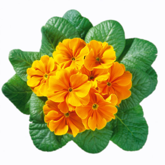 プリムラ アコーリス　ビッグドリーム シリーズ 