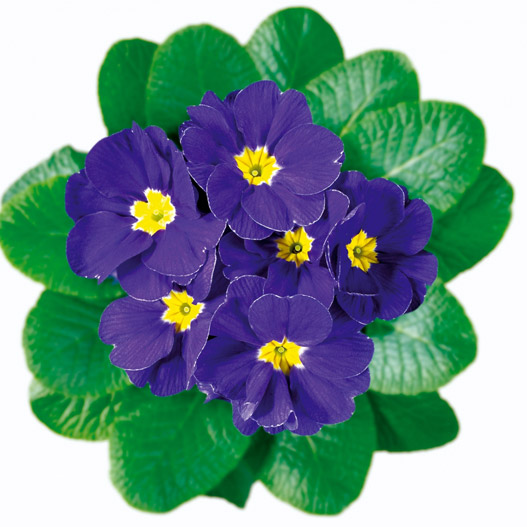 プリムラ アコーリス　ビッグドリーム シリーズ 