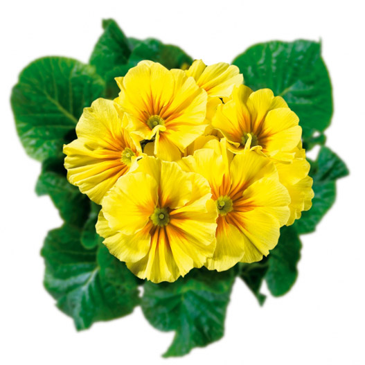 プリムラ アコーリス　ビッグドリーム シリーズ 