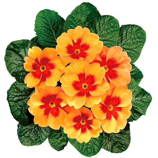 プリムラ アコーリス ジュピター シリーズ