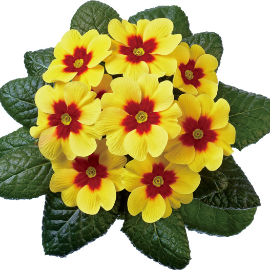 プリムラ アコーリス ジュピター シリーズ