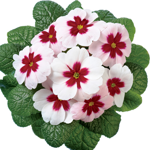 プリムラ アコーリス ジュピター シリーズ