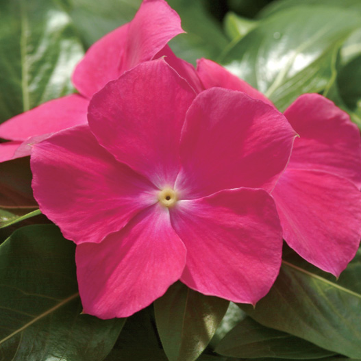 ビンカ　メディテラネアンXP シリーズ 