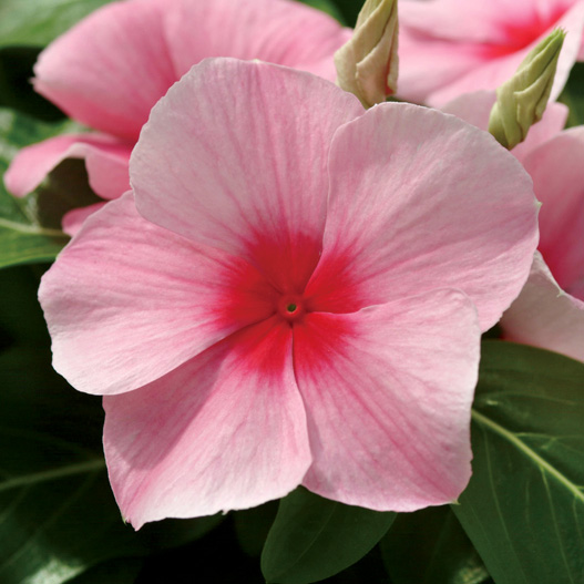 ビンカ　メディテラネアンXP シリーズ 