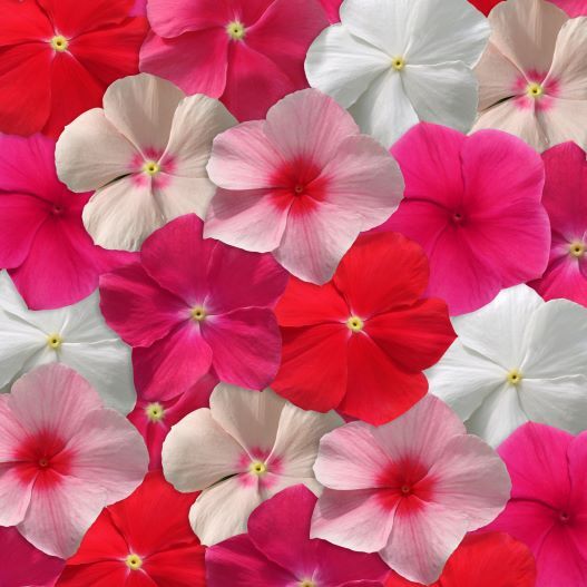 ビンカ　メディテラネアンXP シリーズ 