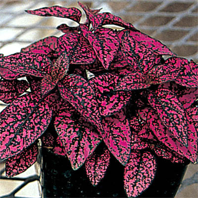 ヒポエステス　スプラッシュセレクト シリーズ 