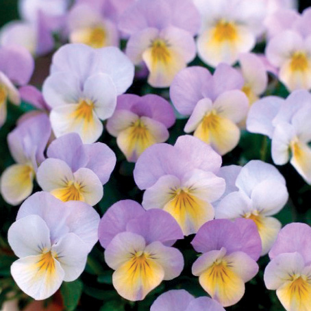 ビオラ F1　フローラルパワー シリーズ 