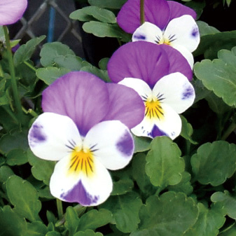 ビオラ F1　フローラルパワー シリーズ 