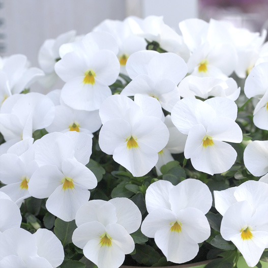 ビオラ F1　フローラルパワー シリーズ 