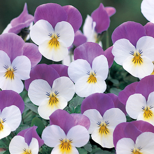 ビオラ F1　フローラルパワー シリーズ 