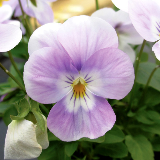 ビオラ F1　フローラルパワー シリーズ 