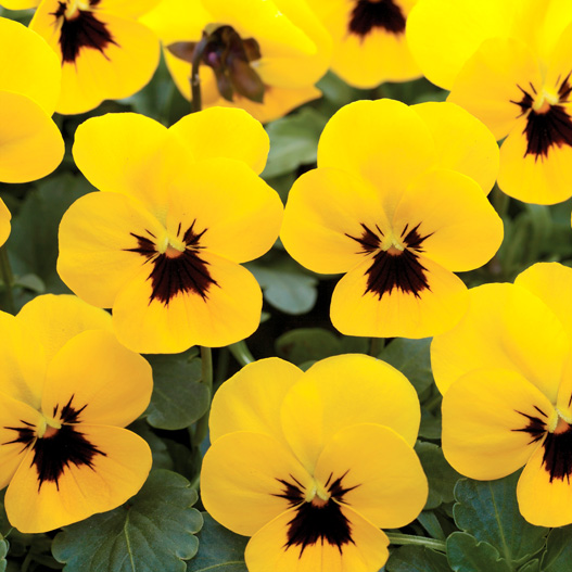 ビオラ F1　フローラルパワー シリーズ 