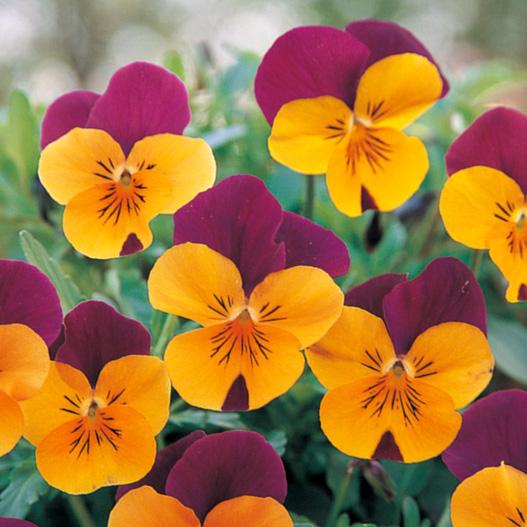 ビオラ F1　フローラルパワー シリーズ 