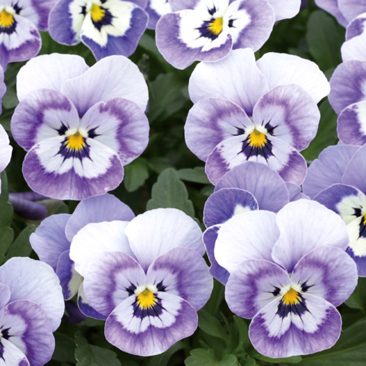 ビオラ　ももか シリーズ 