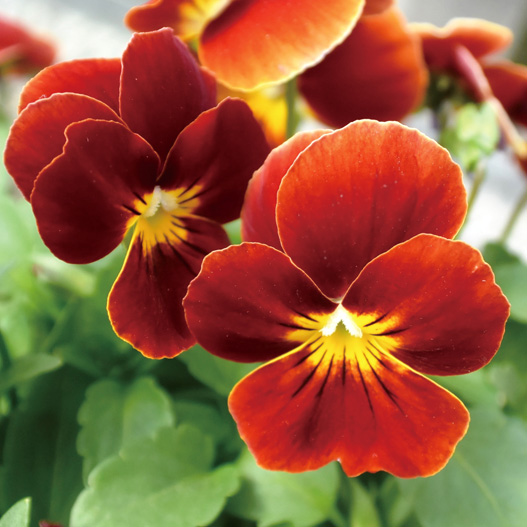 ビオラ　ももか シリーズ 