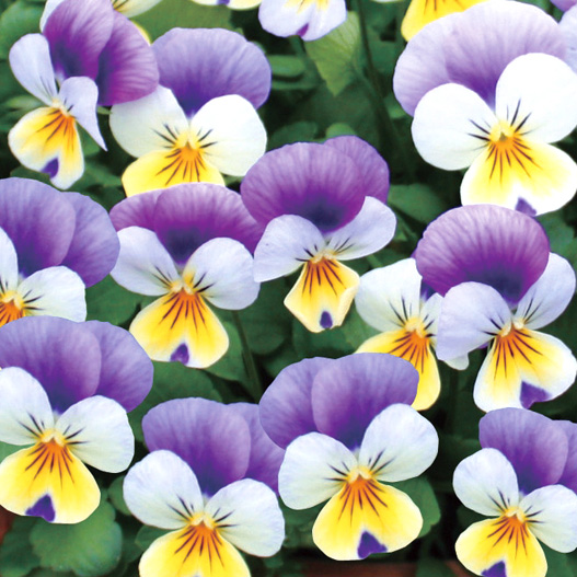 ビオラ　ももか シリーズ 