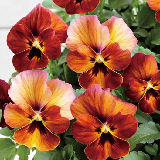 ビオラ　ももか シリーズ 