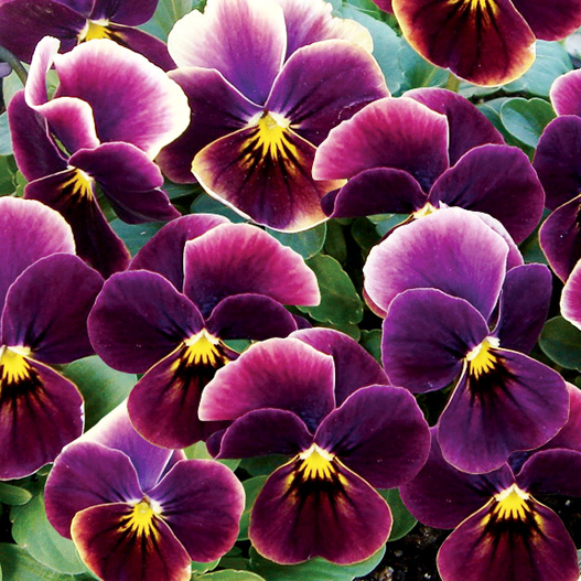 ビオラ　ももか シリーズ 