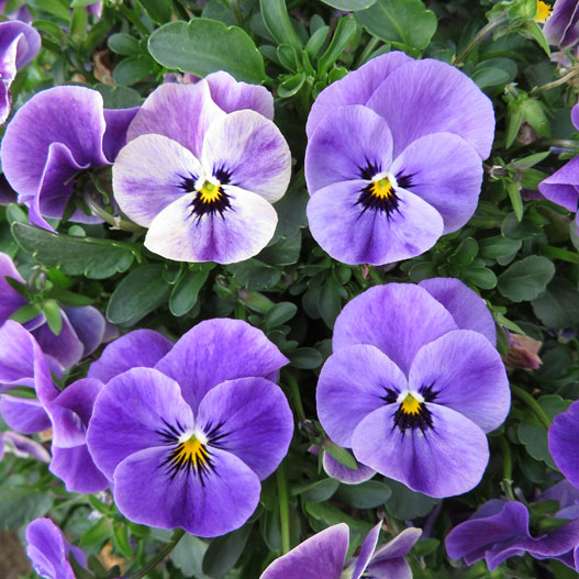 ビオラ　ももか シリーズ 