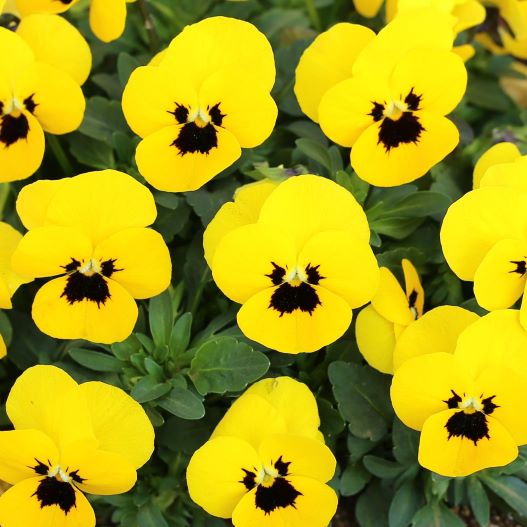 ビオラ　ももか シリーズ 