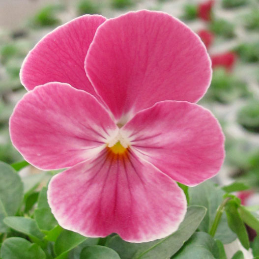 ビオラ F1　ソルベ シリーズ 