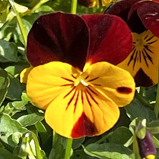 ビオラ F1　ソルベ シリーズ 