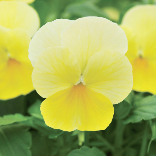 ビオラ F1　ソルベ シリーズ 