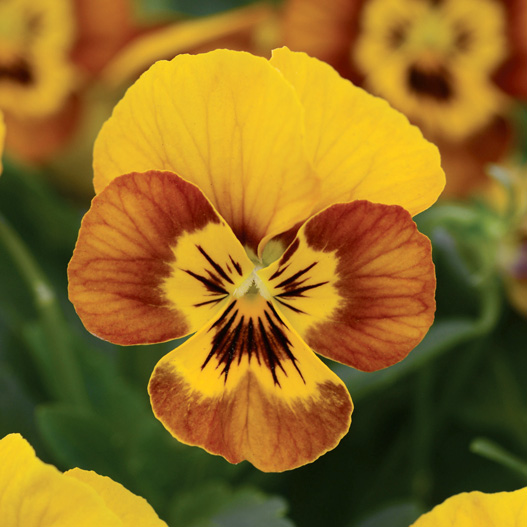 ビオラ F1　ソルベ シリーズ 