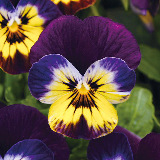 ビオラ F1　ソルベ シリーズ 