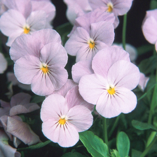 ビオラ F1　ソルベ シリーズ 