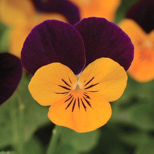 ビオラ F1　ソルベXP シリーズ 