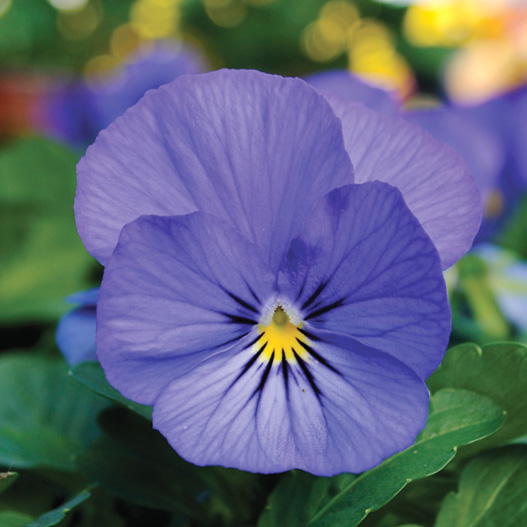 ビオラ F1　ソルベXP シリーズ 