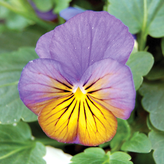 ビオラ F1　ソルベXP シリーズ 