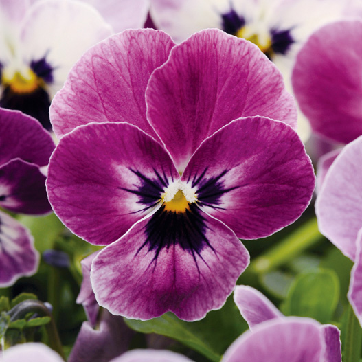 ビオラ F1　ソルベXP シリーズ 