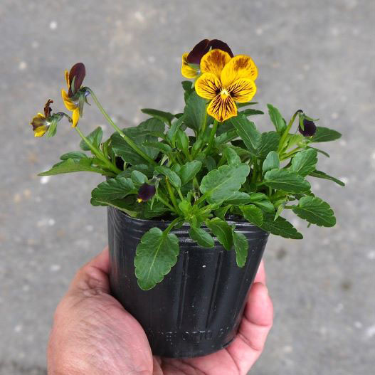 ビオラ F1　タイガーアイ シリーズ 