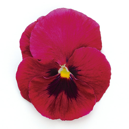 パンジー F1　インスパイヤーデラックス シリーズ 