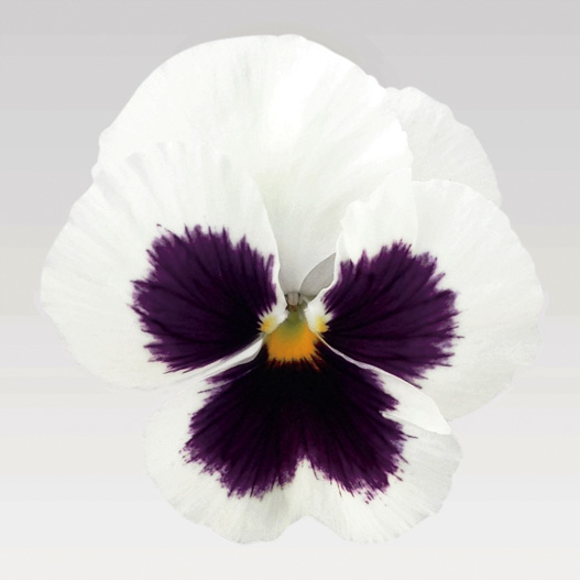 パンジー F1　インスパイヤーデラックス シリーズ 