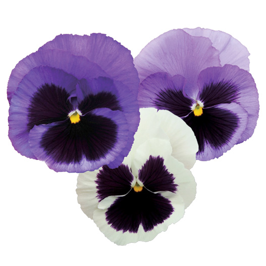 パンジー F1　インスパイヤーデラックス シリーズ 