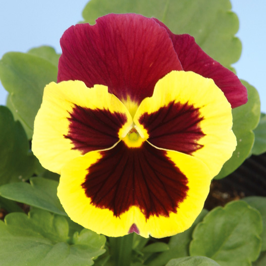 パンジー F1　デルタプレミアム シリーズ 