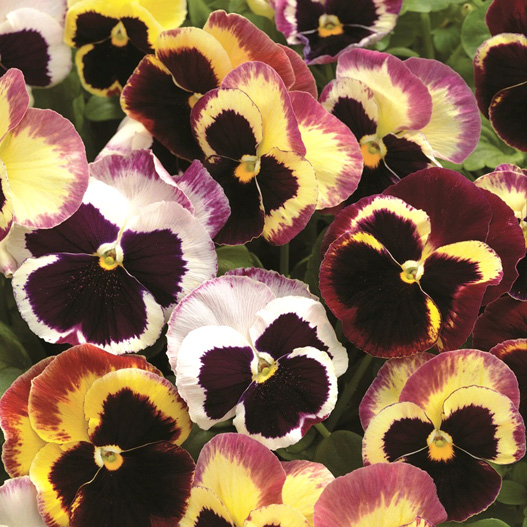 パンジー F1　デルタプレミアム シリーズ 